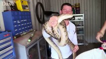 Un python étrangle un homme qui voulait le capturer