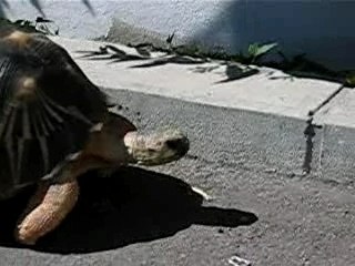 Nos tortues elles ont la patate