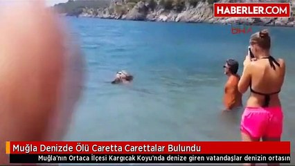 Muğla Denizde Ölü Caretta Carettalar Bulundu