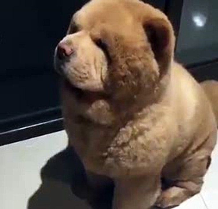 Funny cute fat dog videos