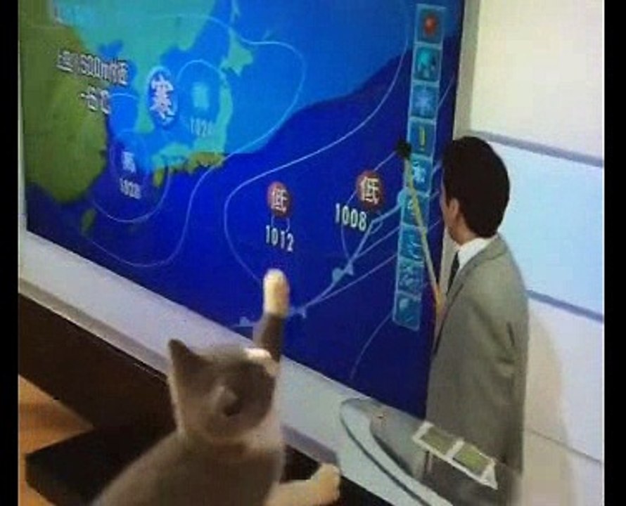 Funny Videos All cute cat best videos 2016 634354