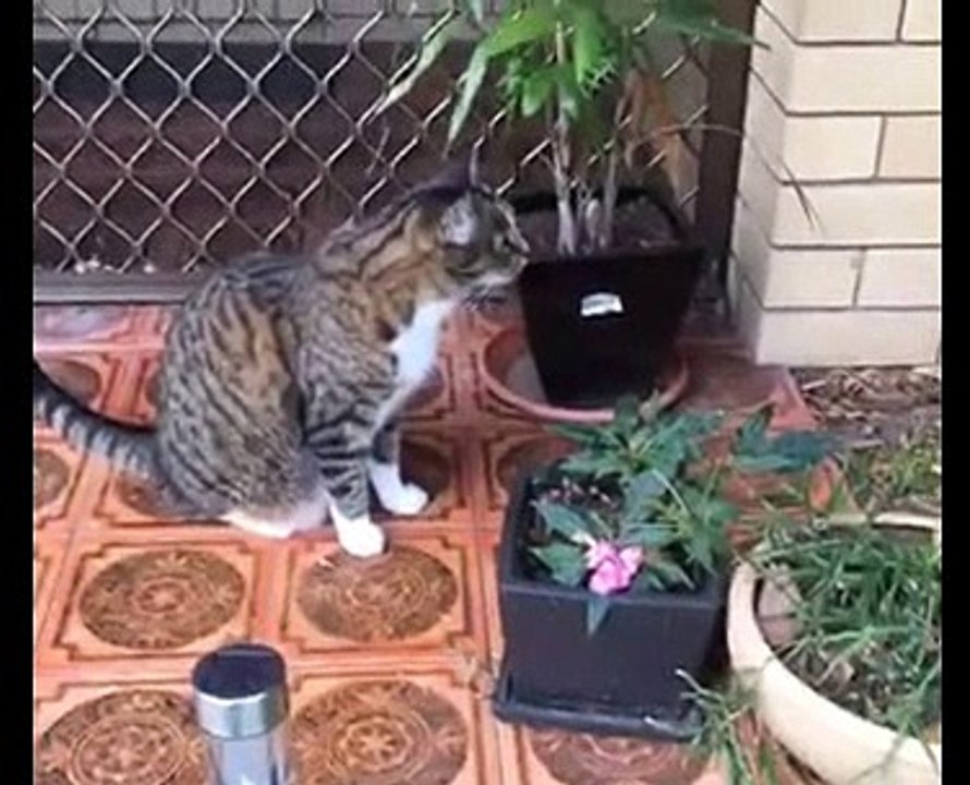Funny Videos All cute cat best videos 2016 346533