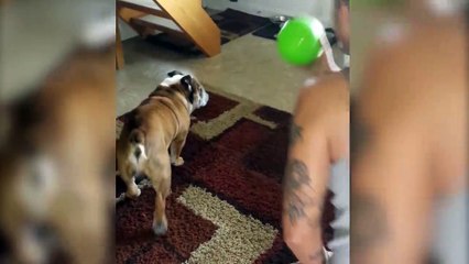 Adorable Bulldog Loves To Play Catch
