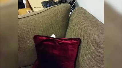Funny Cat Flips Onto Couch