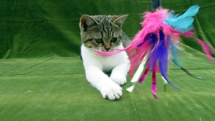 british shorthair Heart's Desire's Mayia