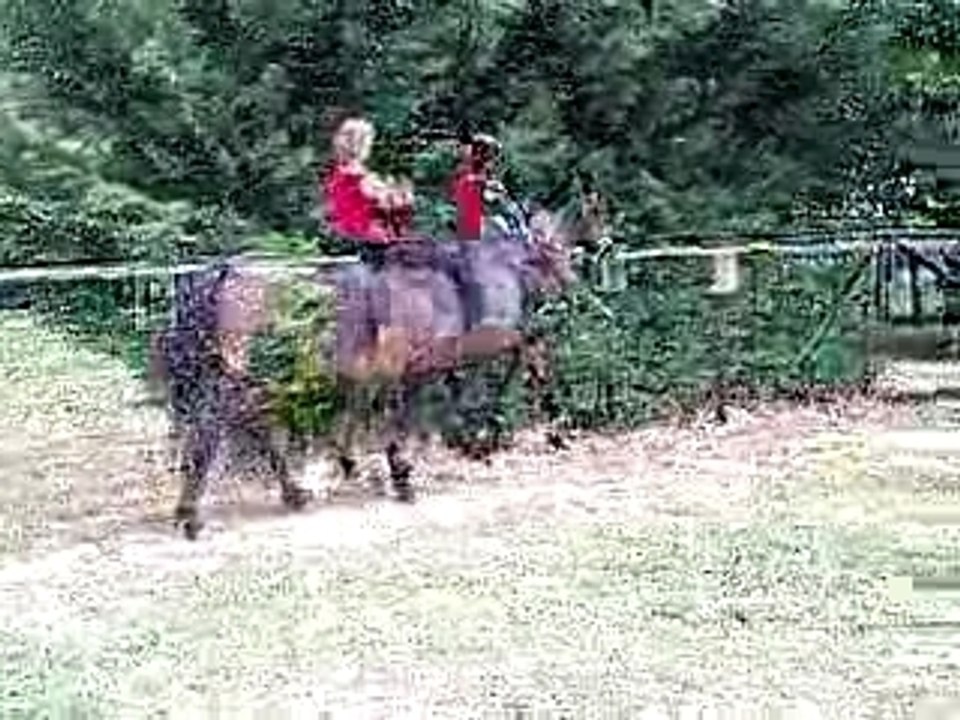 galop