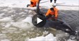 Free-Willy-Rescuers-save-killer-whales-from-ice-in-Russias-Far-East