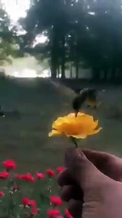 birds from a flower
