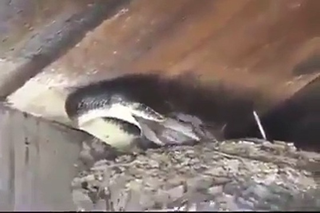 snake eating sparrow