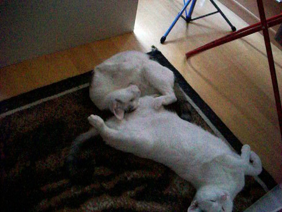 Harvey und Vinzent am 28.08.2016