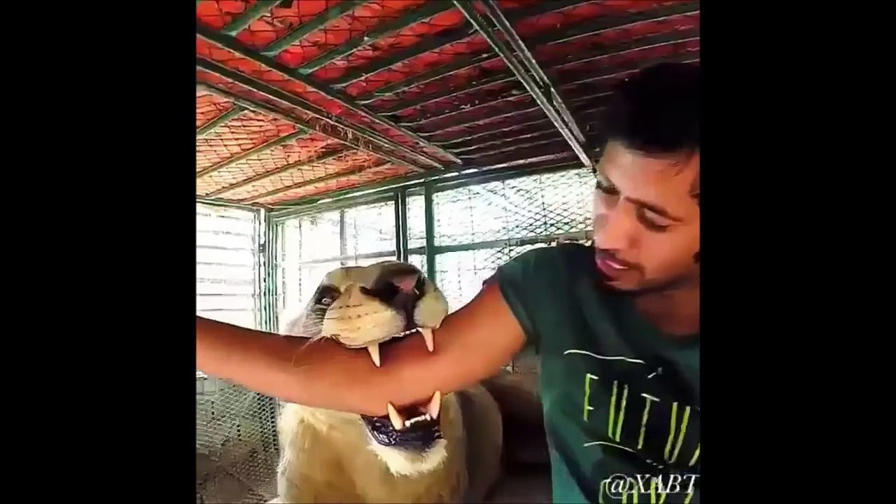 Dubai Prince playing with his pet lions. Friends vitaly get chased and ass bitten by his lions!!