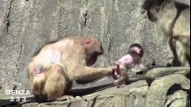 Mom protect the baby monkey Cute Baby Monkey !