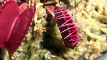 Flesh Eaters Carnivorous Plants Lure Insects Into Their