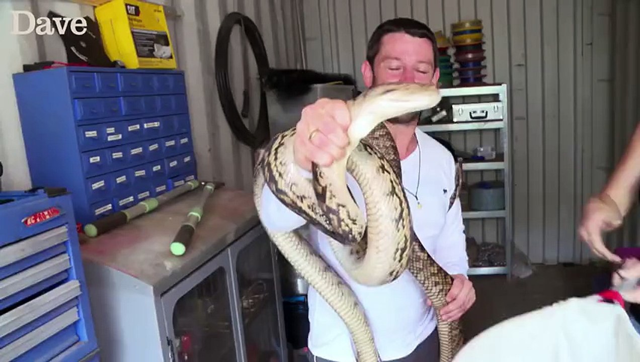 Il veut attraper un python et finit par se faire étrangler