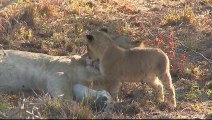 Un lionceau ose réveiller sa mère en pleine sieste
