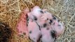 Precious cute Wee Pig- piglets are adorable little funny baby animals. Mini pigs farm. !