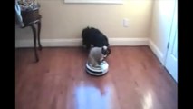 Roomba Cats  Compilation !