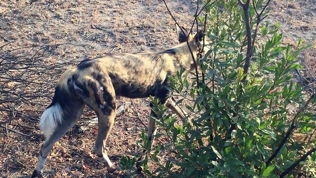 South Africa Wild Dogs - Mack Prioleau