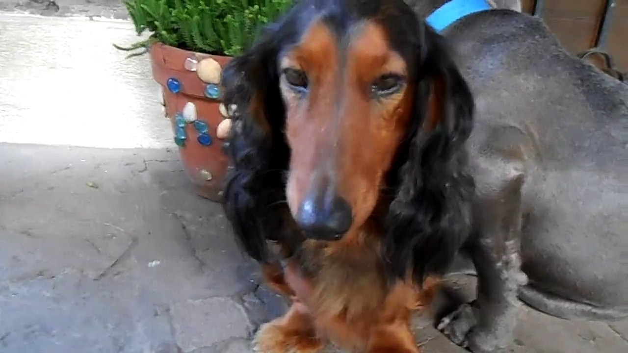 Dog Shame