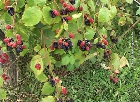 Organska proizvodnja sve popularnija – izvoz petostruko veći, 28. avgust 2016. (RTV Bor)