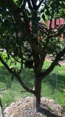 Homemade Fruit insect trap 2 مصيدة حشرات الفاكهه منزلية الصنع