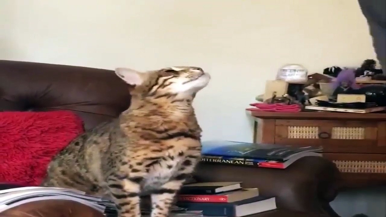 Funny Cats Compilation Volume 2