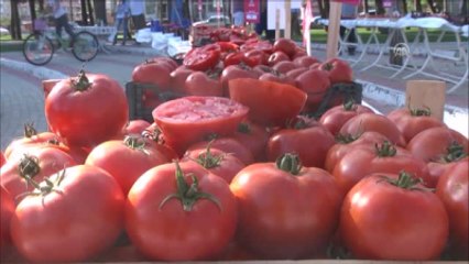 Silivri Değirmenköy Domates Festivali