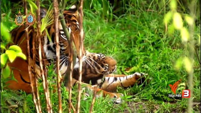 ท่องโลกกว้าง วันที่ 23 สิงหาคม 2559 [Cats Uncovered]