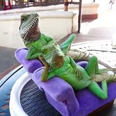 Masha and Dora Go Fishing with PJ Masks Catboy And Cry when see Shark- Funny story