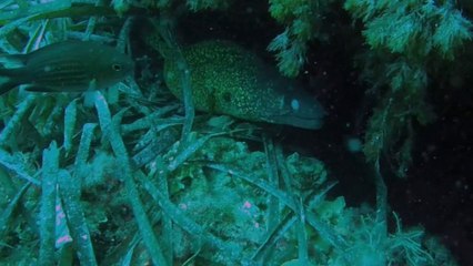 2016.08.28 - Buceo en La restinga de las anclas (Isleta del Moro)