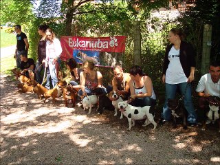 ELEVAGE DES CROISADES DE TYAM