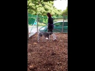 あまりにも酷過ぎる飼育放棄 【プードルのボランティア・トリミング④】