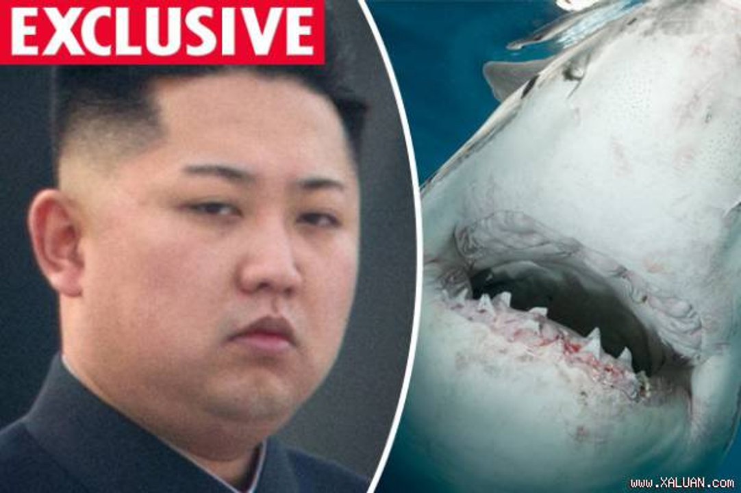 Tin Tức 24h - Đòi ám sát Kim Jong-un bằng cá mập
