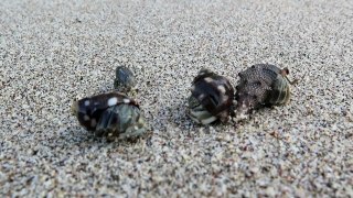 SAILCARGO INC. Fragile Ecosystems - Hermit Crabs
