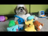 Cute Shih Tzu Loves His Pokemon Toys
