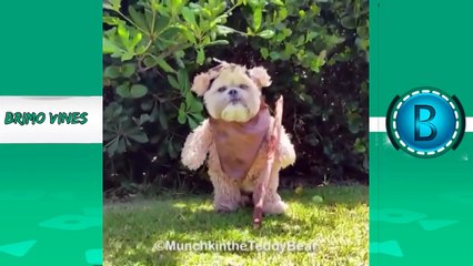 Try Not To Laugh Challenge - Funny Animals Vines 2016