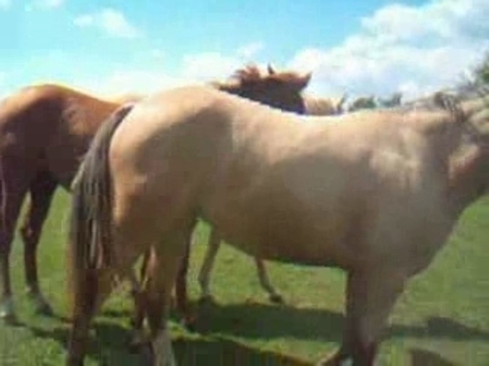 pouliche Quarter horse 2005