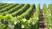 Schlechtes Wetter verhagelt Frankreichs Wein-Ernte