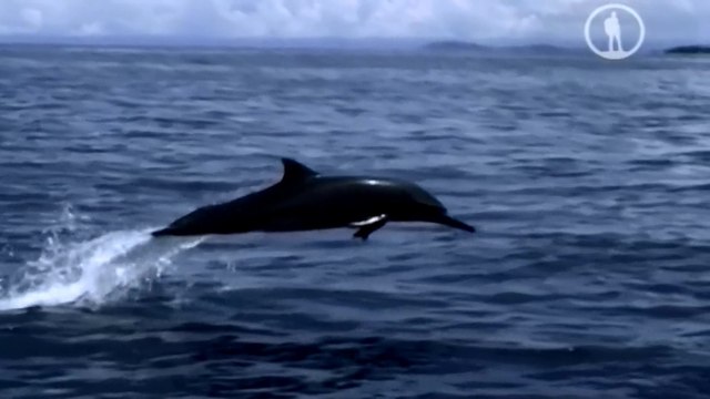 Танцы с дельфинами (2016) Документальный