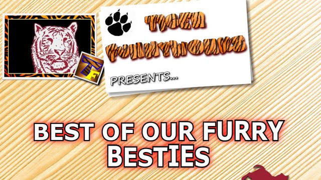 Dogs, man s best and funniest friends - funny dog compilation