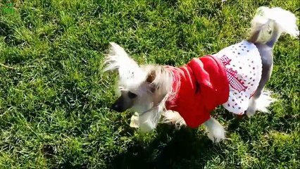 Cute Dogs Saying - I Love You- Compilation 2016