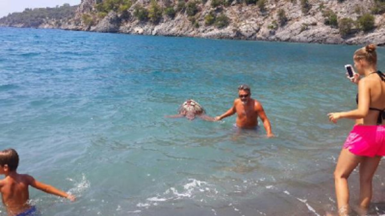 Denizde Ölü Caretta Caretta Buldular