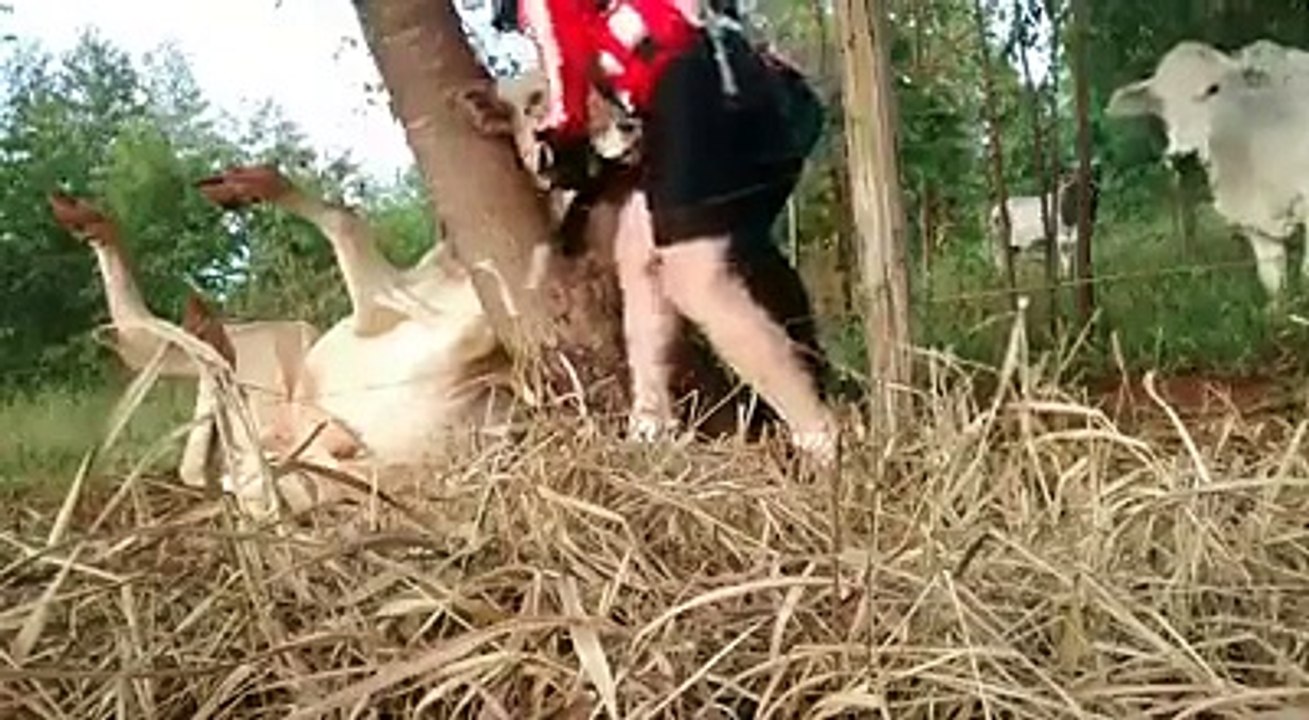 animals2