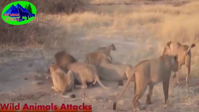 Amazing Predators Fight Big Battle Animal Real Fight Lion, Crocodile, Hyena by Wild Animals Attack-U9ao4wrmAWg-HD