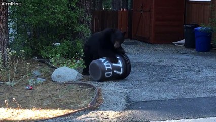 Cet ours sait que la poubelle contient un trésor!