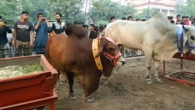 - Biggest Qurbani Cow Qurbani Camel Qurbani Eid ul adha Qurbani - YouTube