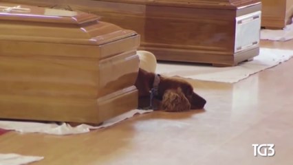 Un chien refuse de quitter le cercueil de son maître décédé lors du séisme en Italie