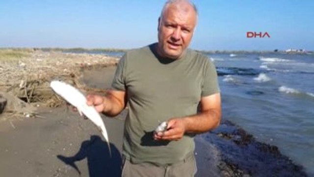 Tarsus Seyhan Nehri'nin Denize Döküldüğü Noktada Balık Ölümleri