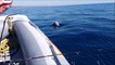 safari marine dauphins devant Gruissan 26 08 2016