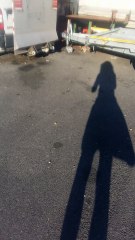 maman et ses 4 chatons dans une zone dangereuse